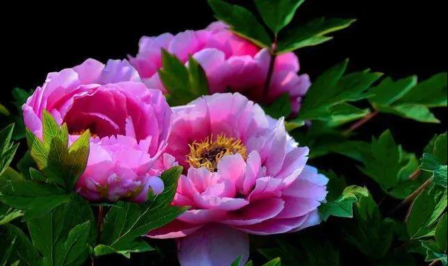 【“豫”見高端 “洛”賞牡丹】您有一封來自凌宇汽車的邀請函，請查收！